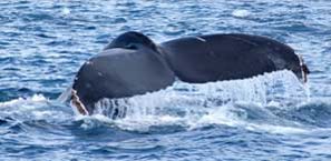 image_Whale-Tail