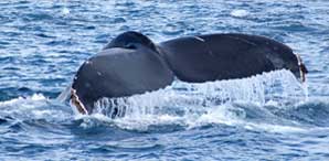 Tail of a whale surfacing...