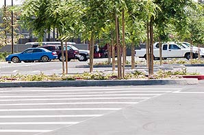 Three cars parked among many opened parking space beside trees in Parking Lot-12 on a sunny day.