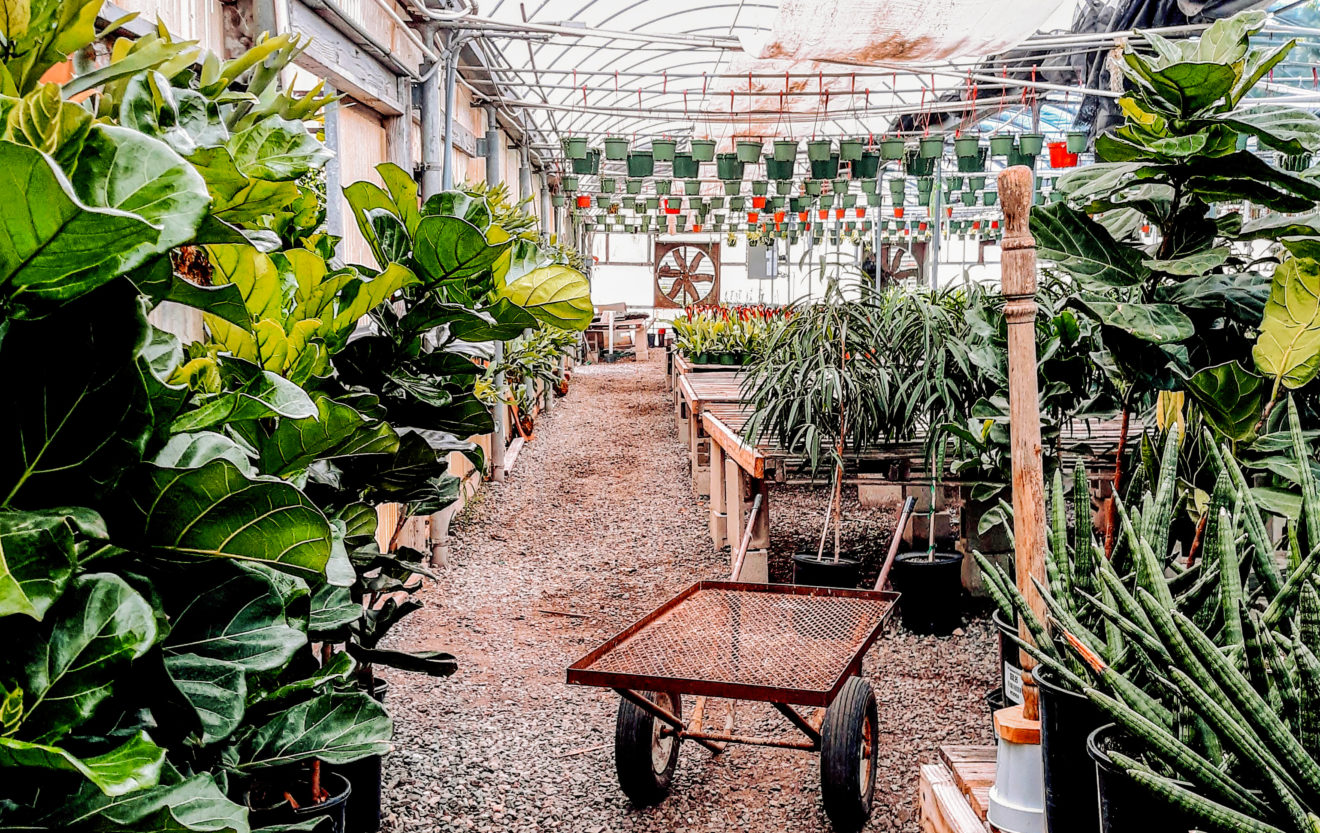 Inside of a Greenhouse/ Image By: Emily Hernandez