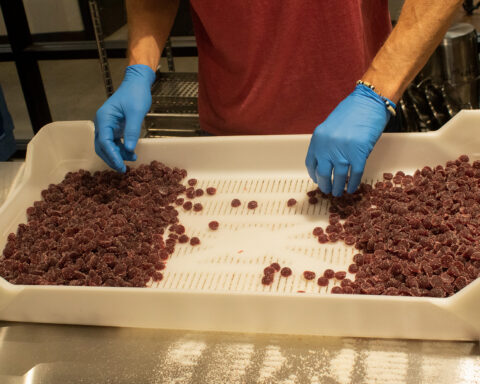Person sorting cannabis gummies